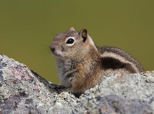 Plague-Infected Squirrel Closes Calif. Campgrounds