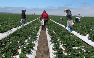 Co-Op Gives Farm Workers Shot at Field of Own Dreams