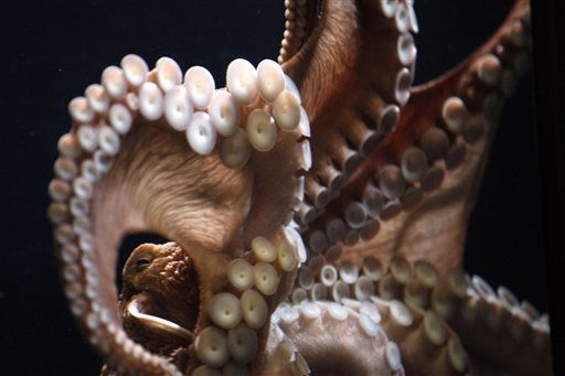 After Diver Kills Octopus, Panel Tightens Rules