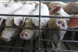 New Virus Decimating US Pig Farms