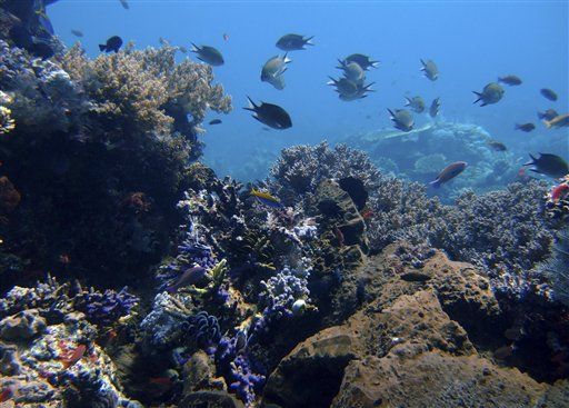 Climate Change Moving Marine Life 4 Miles Every Year