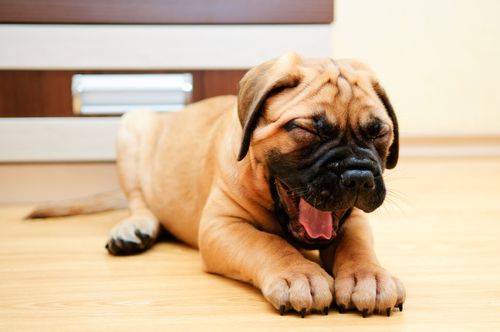 Your Dog Can Catch Yawns— From You