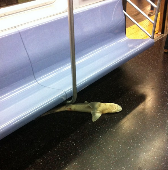 NYC Subway Passenger: Dead Shark