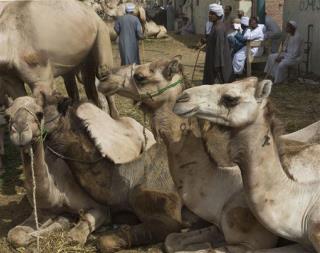 SARS-Like Virus Traced to—Camels?