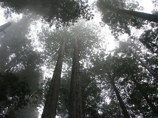 Redwoods Growing at Fastest Rate Ever