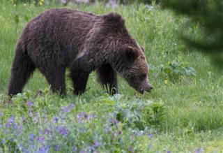 Four People Hurt in Grizzly Bear Attacks