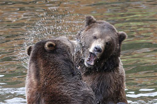 Man Mauled by Bear is Rescued —36 Hours Later