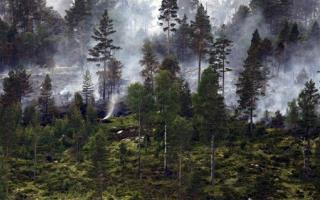 'Carbon Saturation' Close for Europe's Forests