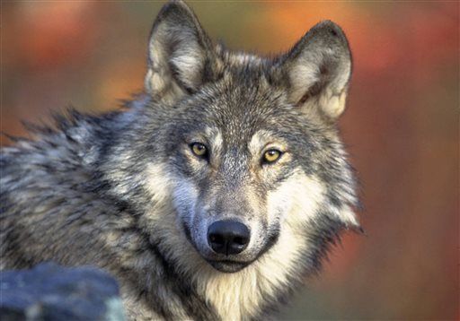 Camper Wakes With Head in Wolf's Jaws