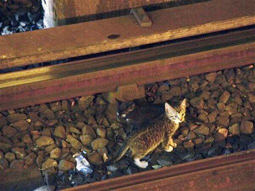 New York Subway Shut Down by... Kitten Duo