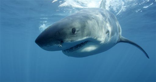 Shark Taggers Have Scary News for Beachgoers