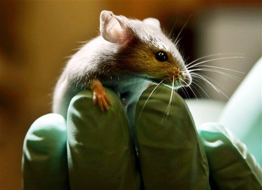Down Syndrome 'Reversed' in Mice