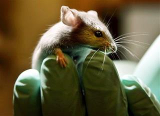 Down Syndrome 'Reversed' in Mice
