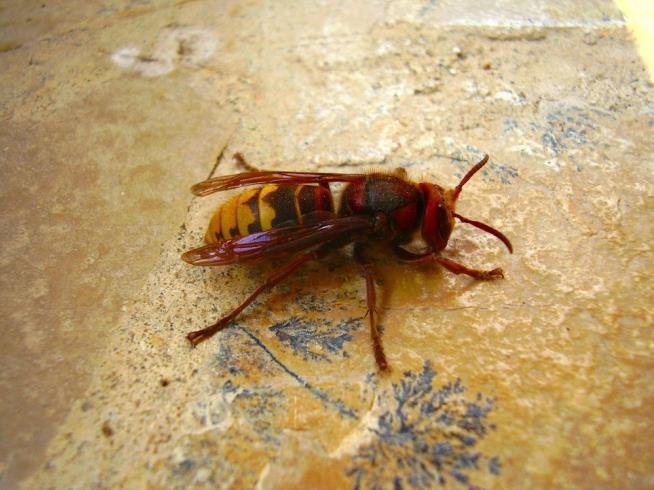 Giant Hornets Are Killing People in China