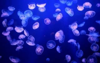 Huge Nuclear Reactor Shut Down by Jellyfish
