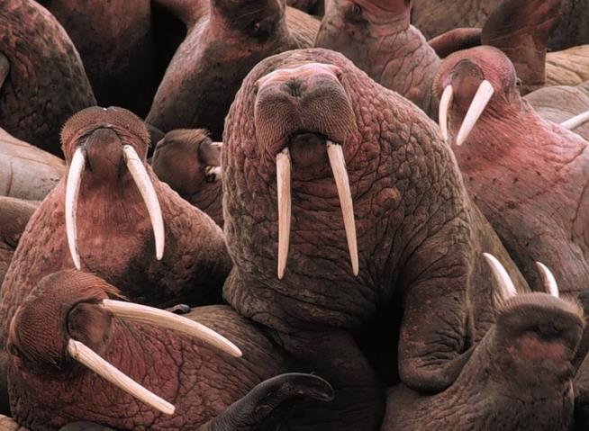 10K Walruses Huddle as Sea Ice Melts