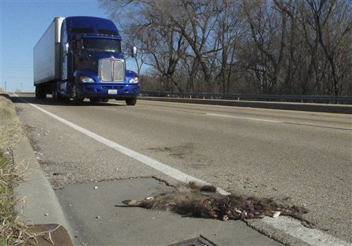 Roadkill Permits? Montana's Getting an App for That