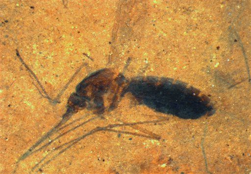 Jurassic Park -Esque Find: Blood-Filled Mosquito Fossil