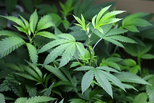Marijuana Milestone: Most Favor Legalization