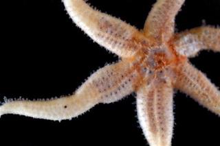 Starfish Turning Into 'Goo Piles'