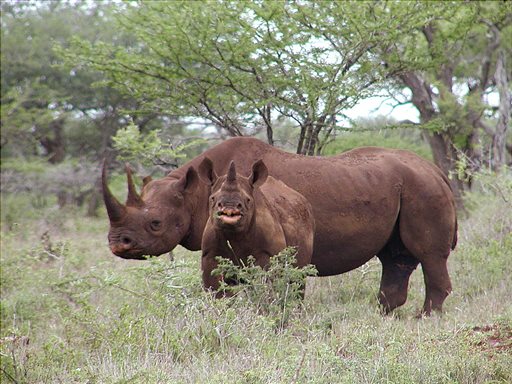 Texas Club's Plan: To Help Imperiled Rhino, Kill One