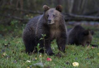 80-Year-Old Headbutts Bear, Lives to Tell Tale