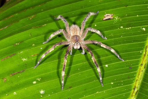Deadly Spiders Hatch Out of Grocery- Store Bananas