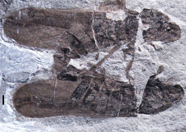 Insects Caught in the Act —in 165M-Year-Old Fossil