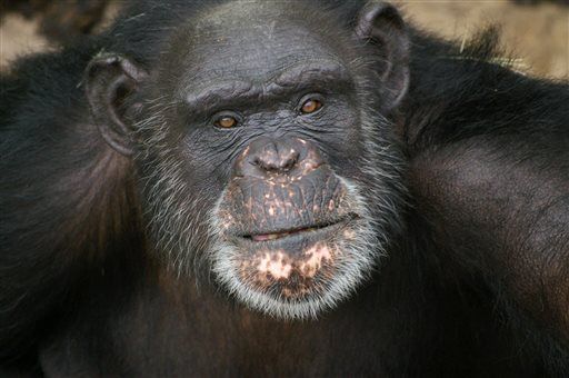 Lawsuit: Chimps Are Legal People, Too