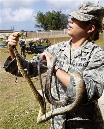 2K Dead Mice Dropped on Guam's Snake War