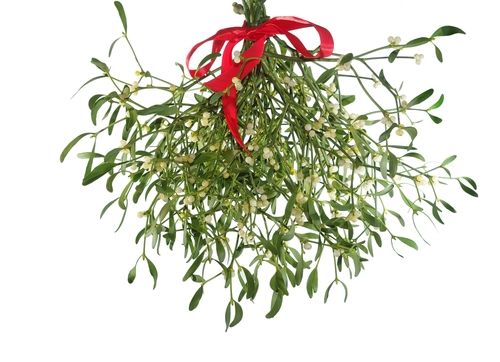 City to Girl: You Can't Sell Mistletoe, but You Can Beg