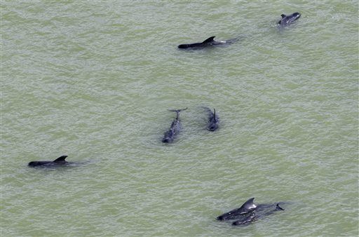More Whales Found Dead in Florida