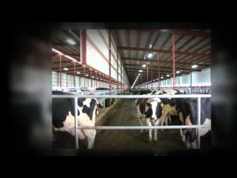 Nestle Drops Dairy Farm Over Animal Abuse