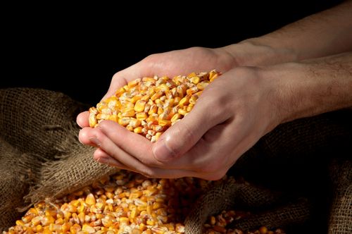 Chinese Spy Stole Special Corn Seeds: Feds