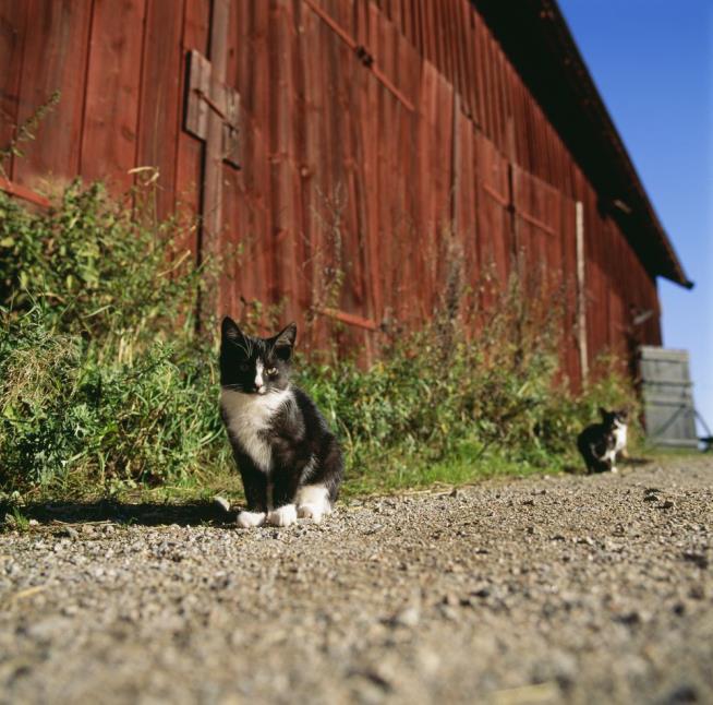 Cats Were Farmers' Friends 5K Years Ago