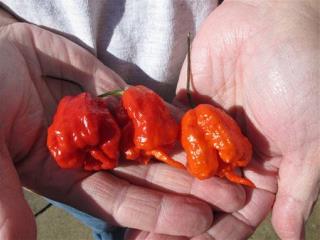 This Is Earth's Hottest Pepper
