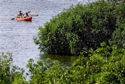 Florida's Mangroves Head North