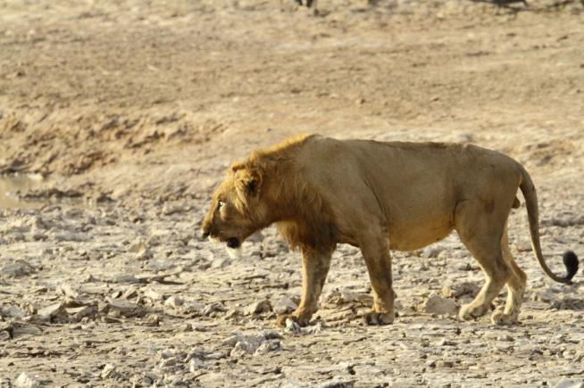 West African Lions on Brink of Extinction