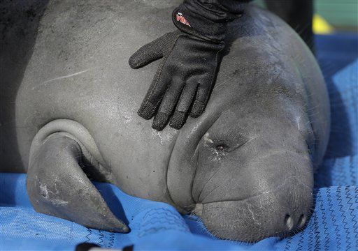 16% of Florida's Manatees Died Last Year