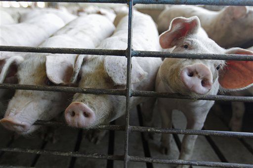 Pig Virus May Send Bacon Prices Soaring