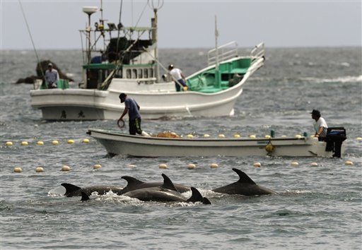 Japan Launches Dolphin Slaughter
