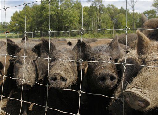 In Big Demand: Happier Hogs