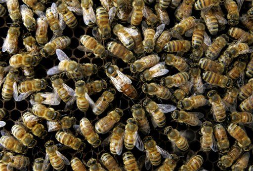 Bee Die-Offs Tied to Tobacco Plant 'STD'