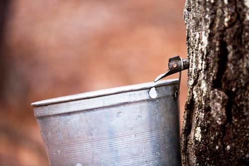 How We Get Maple Syrup Is About to Change