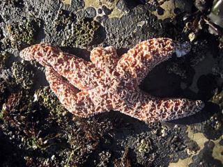 Starfish Ripping Off Own Arms