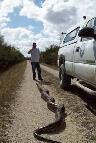 Monster Python Bagged in Florida