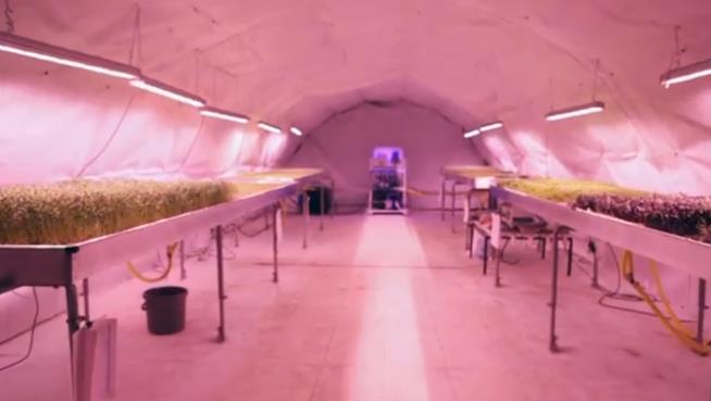Under London's Underground, a Farm Sprouts