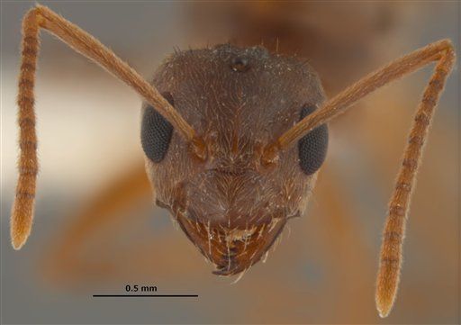 Crazy Ants Have Secret Weapon in Insect War