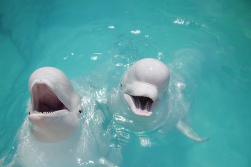 Beluga Whales Infected With Cat Parasite