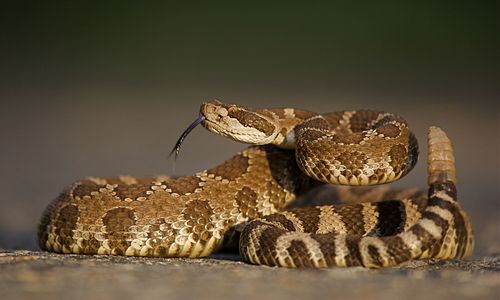 Snake-Handling Pastor Killed by Snake Bite